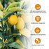 GebEarth - Concime per agrumi liquido da 570g con tappo dosatore, aumenta la produzione dei frutti e contribuisce al mantenimento in salute dei Limoni e tutti gli altri Agrumi [NPK 5-7-8]