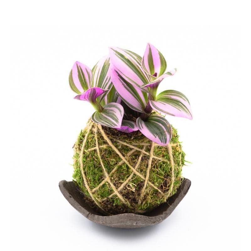 Kokedama Tradescantia Brown Saucer - Made according to Japanese tradition - Made in Italy - Real indoor plant