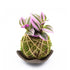 Kokedama Tradescantia Piattino Marrone - Realizzato come da tradizione giapponese - Made in Italy - Pianta vera da interno - 8earn